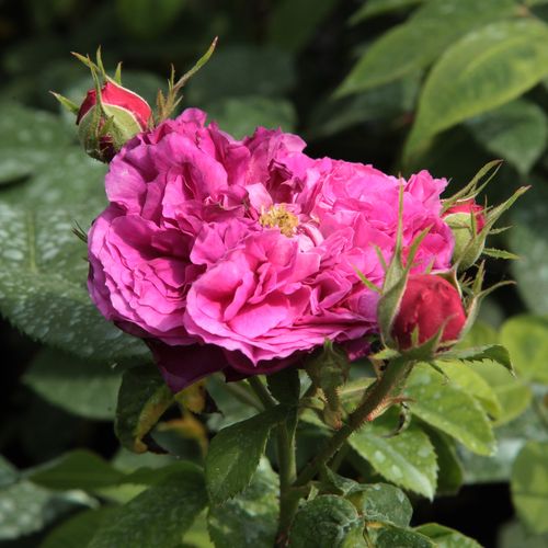 Rosa Erinnerung an Brod - violet - Trandafir copac cu trunchi înalt - cu flori tip trandafiri englezești - coroană curgătoare